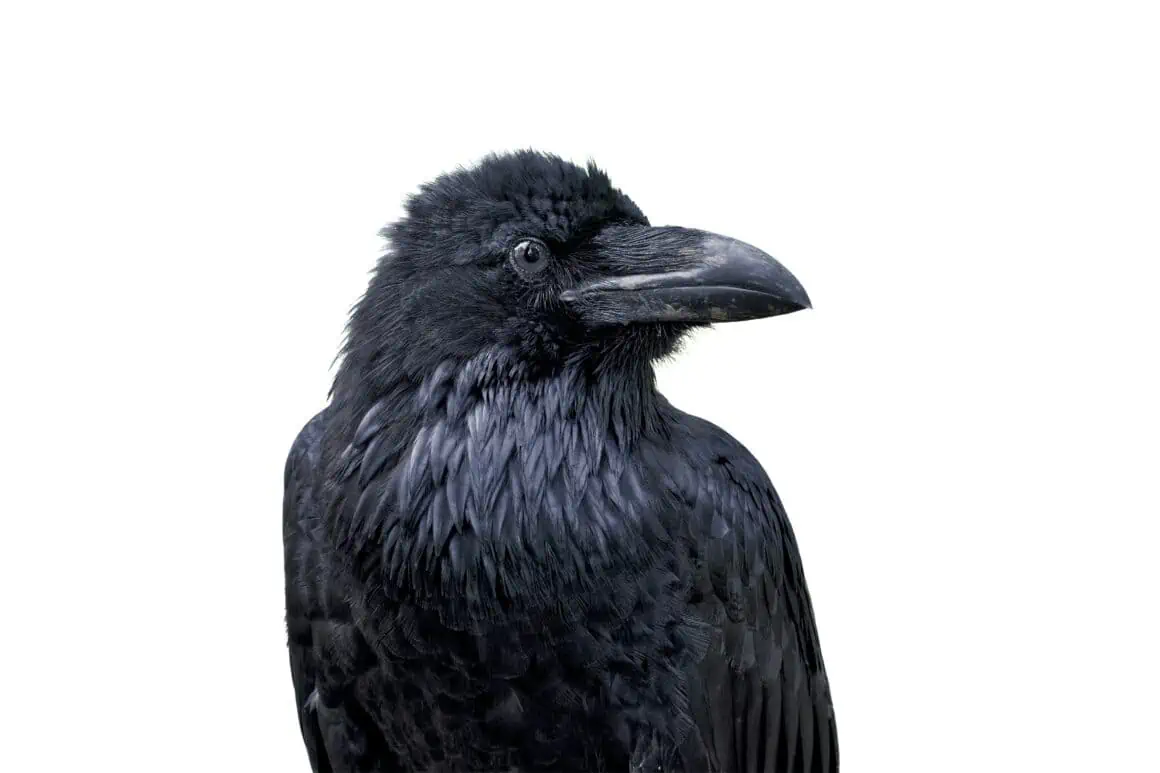 The Raven by Edgar Allan Poe