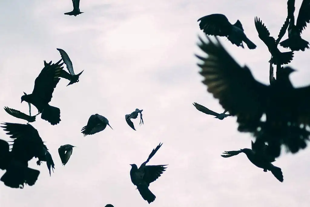 What Does it Mean When You See 4 Crows? Find Out Here 4 what does it mean when you see 4 crows
