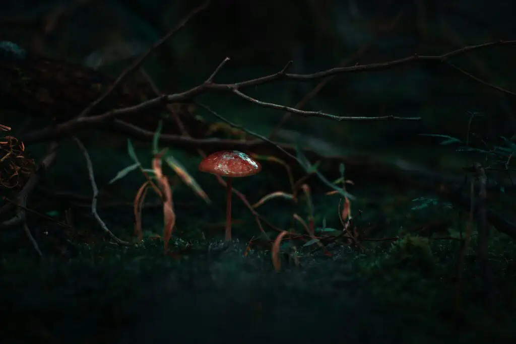 Exploring the Path: How Long for Shrooms to Kick In? 5 how long for shrooms to kick in