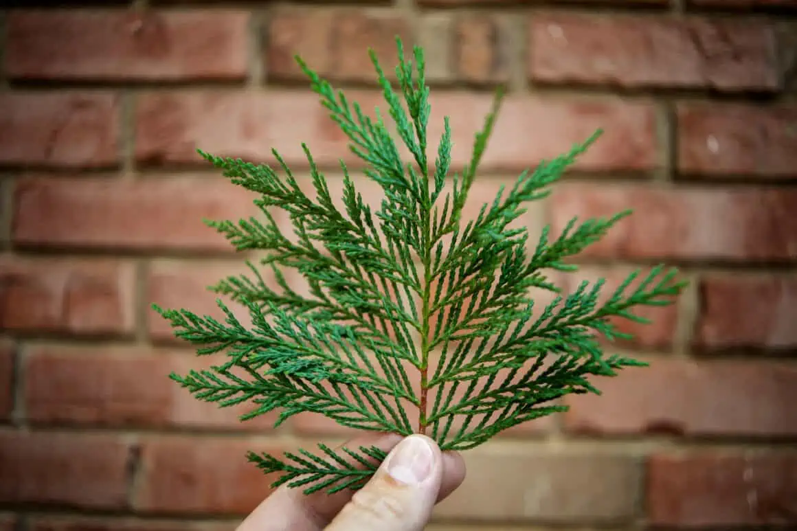 How Long Does It Take to Grow a Christmas Tree? A Complete Guide 9 Cedar