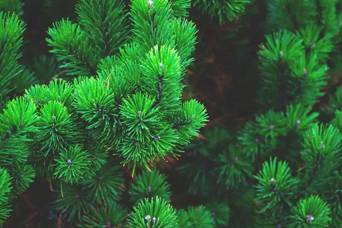 How Long Does It Take to Grow a Christmas Tree? A Complete Guide 6 Fir Tree