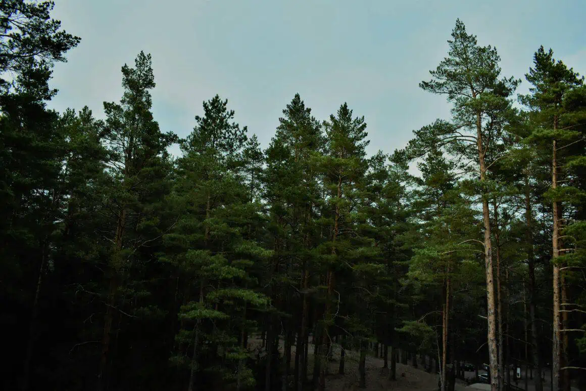 How Long Does It Take to Grow a Christmas Tree? A Complete Guide 7 Pine Tree