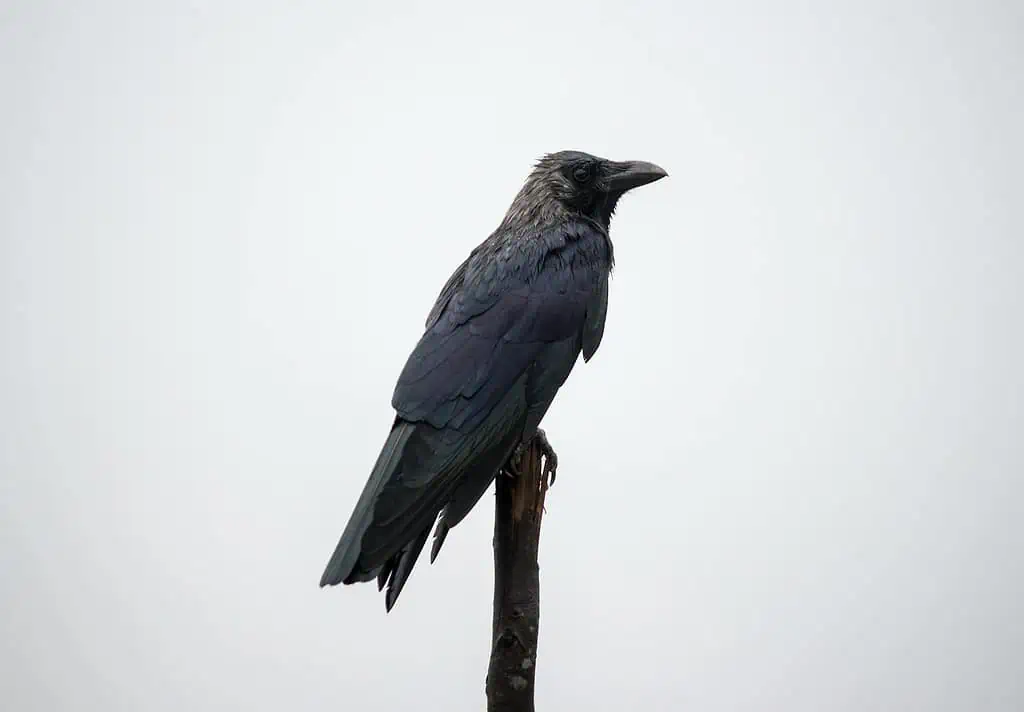 What Does it Mean When You See 4 Crows? Find Out Here 5 what does it mean when you see 4 crows