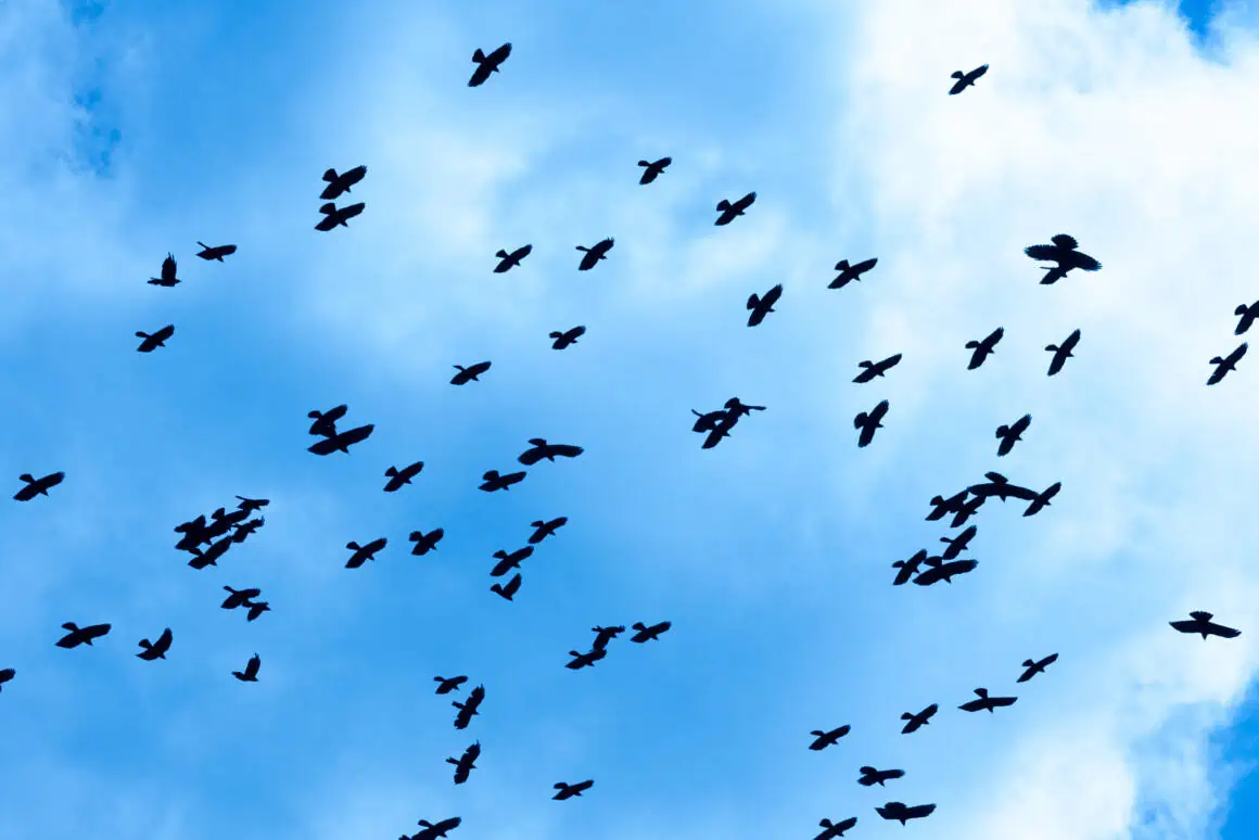 The Symbolism and Significance of the Number of Crows 3 Birds flying in a flock against a bright blue sky with scattered clouds.
