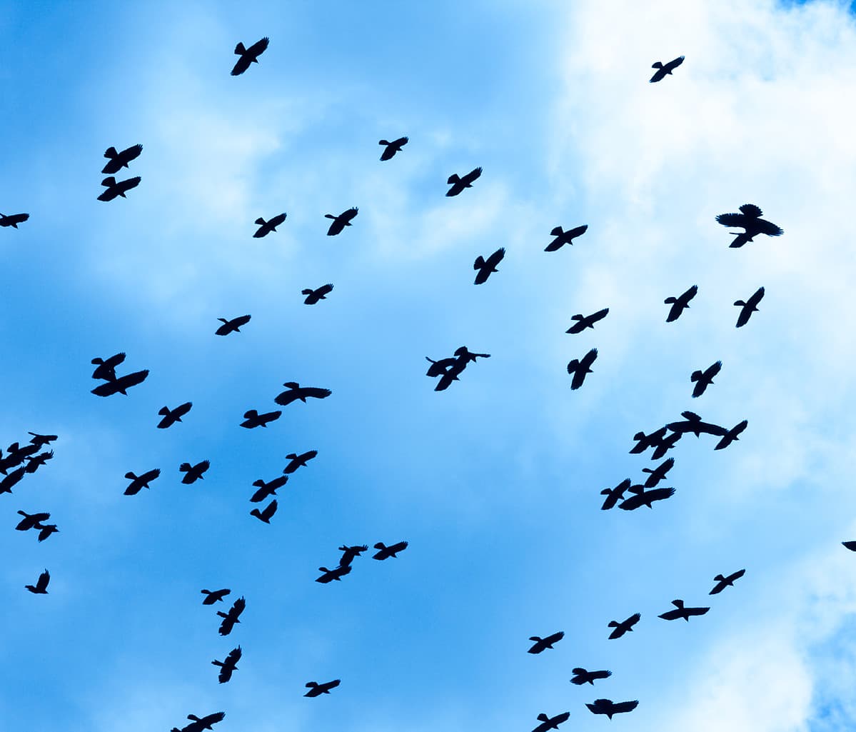 The Symbolism And Significance Of The Number Of Crows
