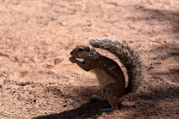 South African ground squirrel Xerus inauris,with a raised tail eats food,Kalahari, South Africa