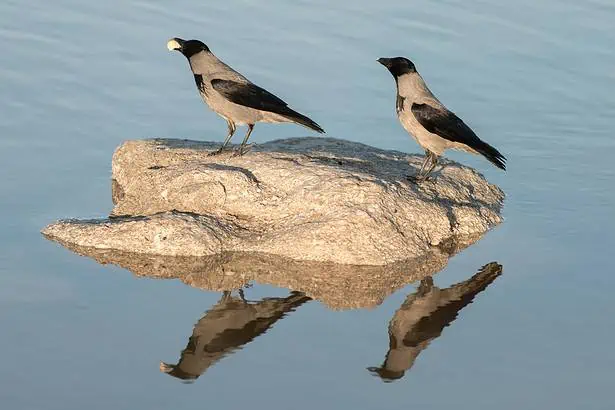 Birds resting on a rock in tranquil water.