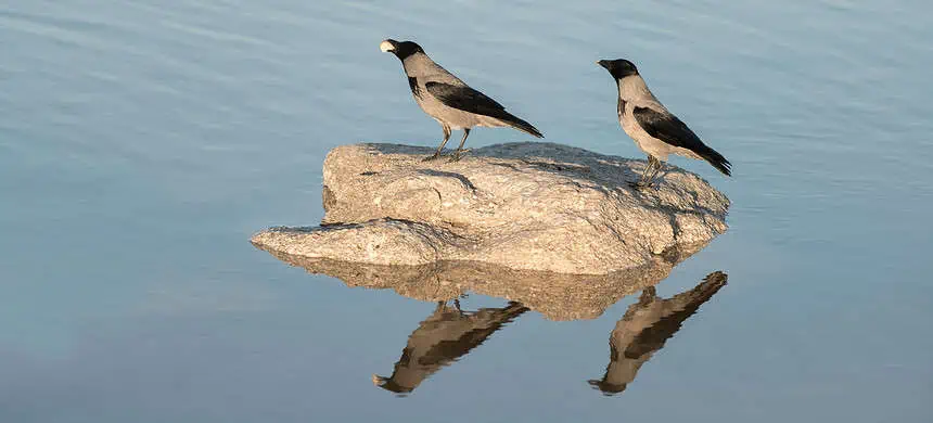 The Symbolism and Significance of the Number of Crows 1 Birds resting on a rock in tranquil water.