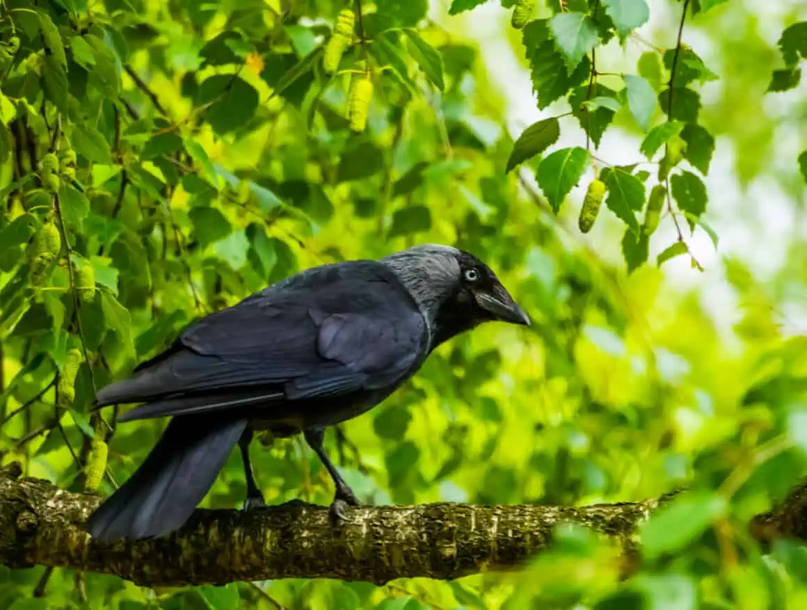 The Symbolism and Significance of the Number of Crows 2 closeup portrait of a black crow sitting on a tree branch in a tree, Nature background, common cosmopolitan bird species