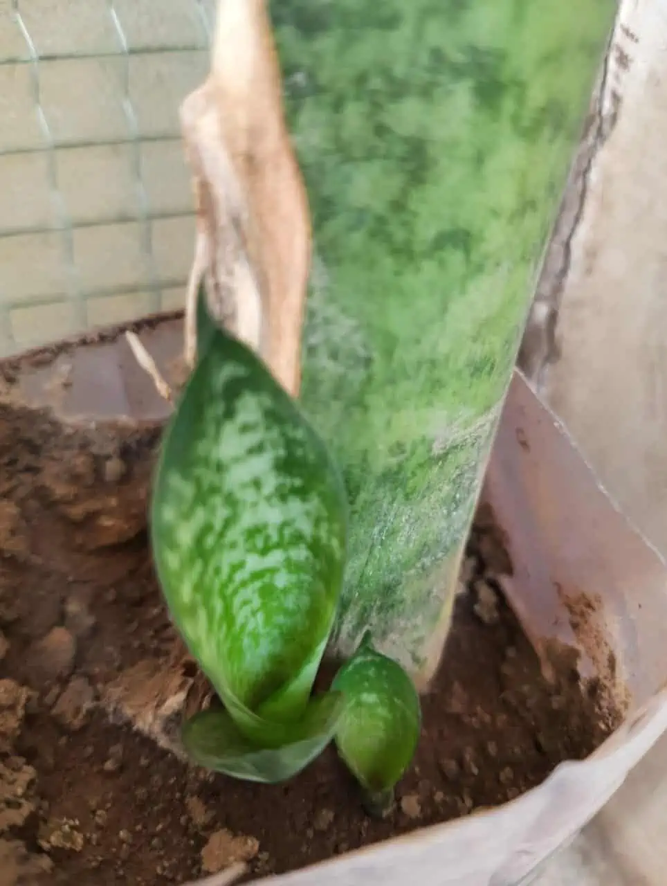Plant growing at the base of a tree trunk in soil.