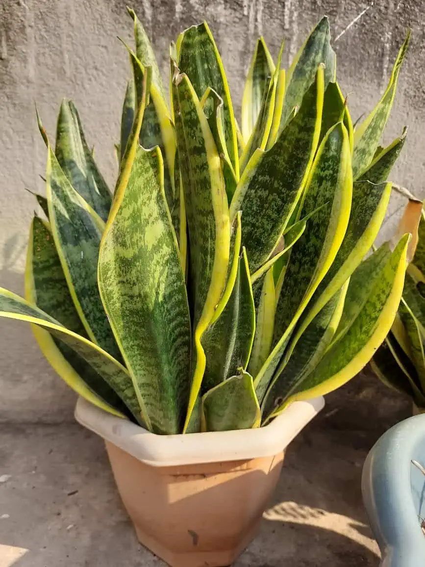 Snake Plant, indoor houseplant, low maintenance, air-purifying plant.