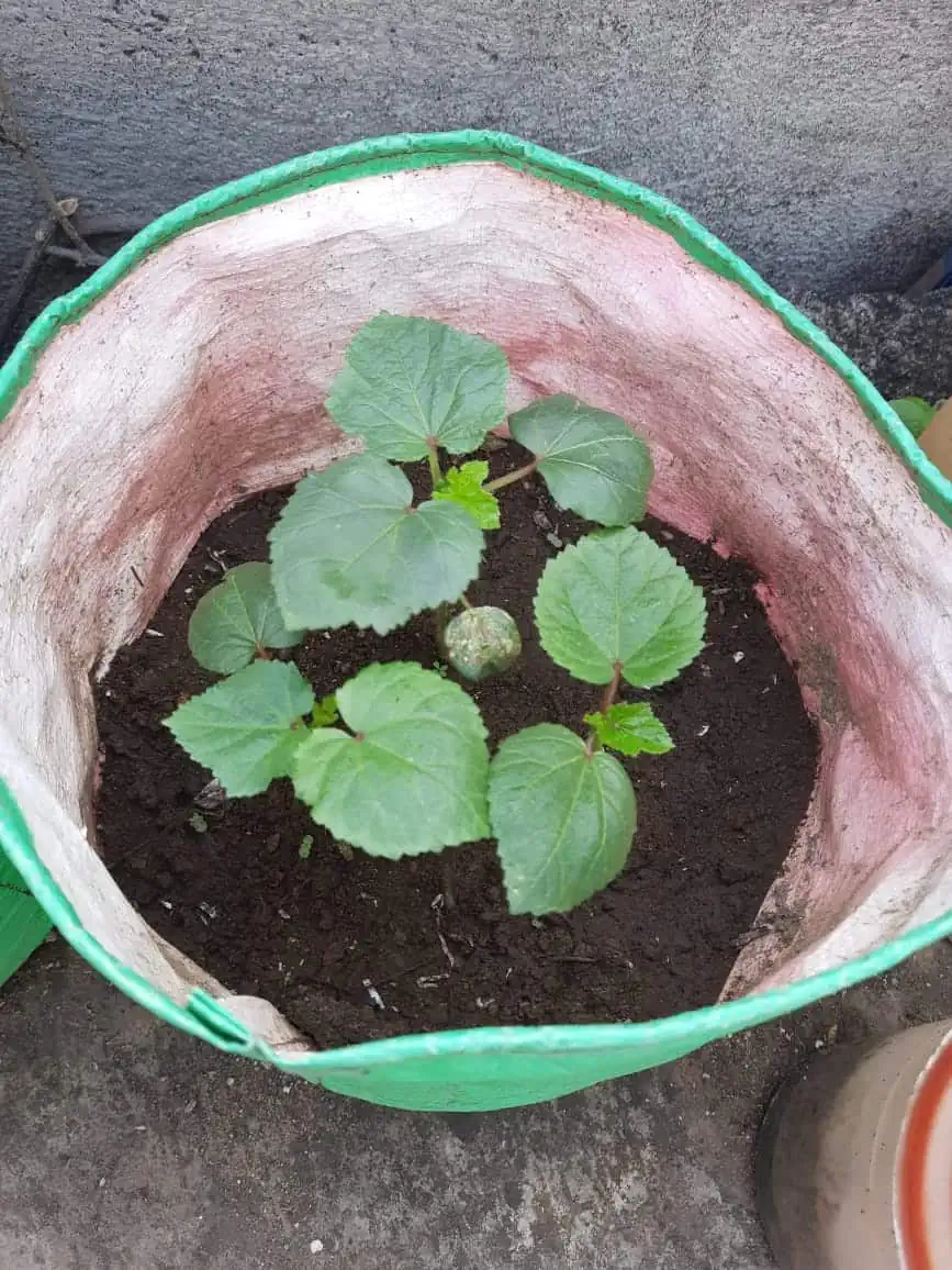 Growing green plants in a large pot for home gardening.