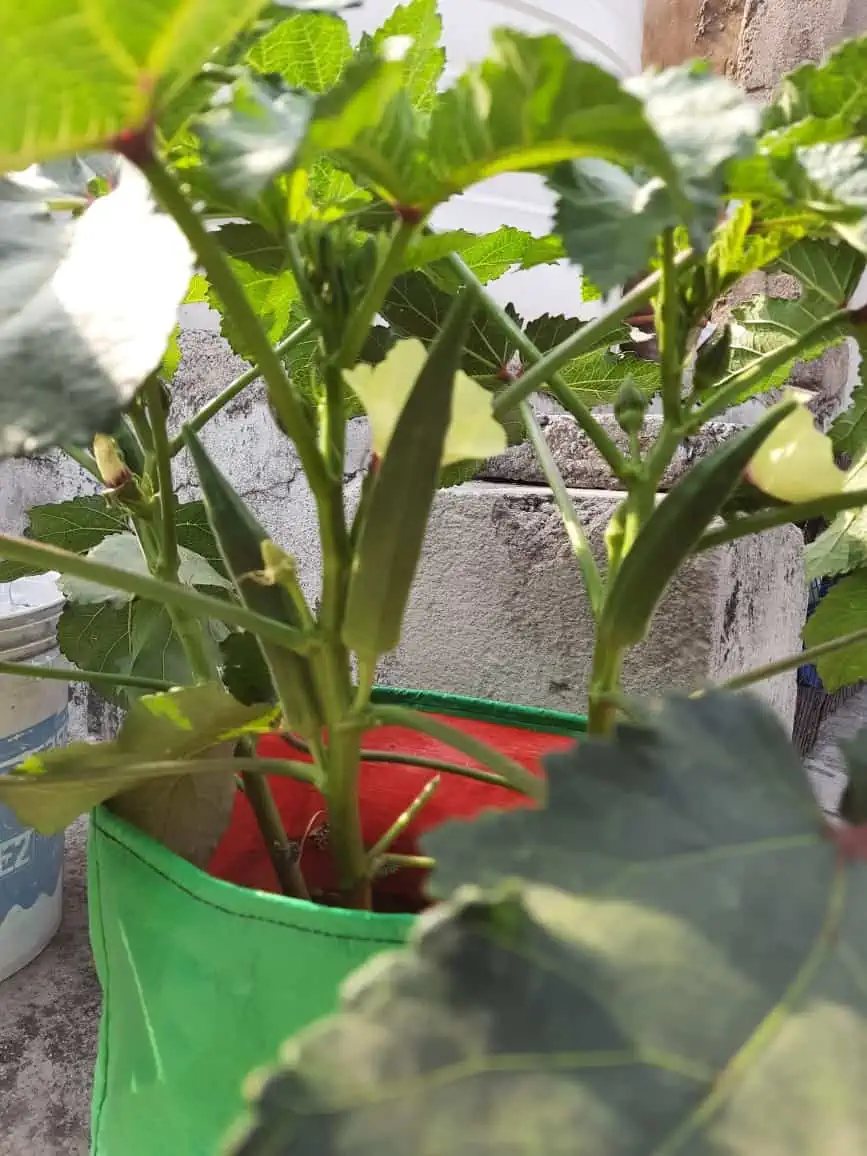 Tomato plant growing in a green pot with lush green leaves and sturdy stems, ideal for home gardenin.