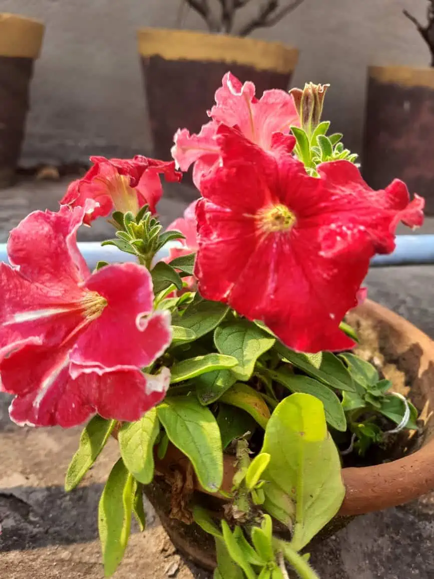 Pink and red petunia flowers blooming in a garden pot.