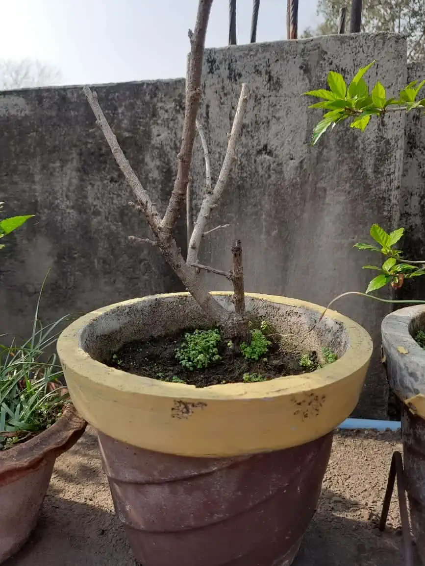 Becoming a Plant Parent: the Good, the Bad, and the Ugly 7 Becoming a Plant Parent: the Good, the Bad, and the Ugly 1