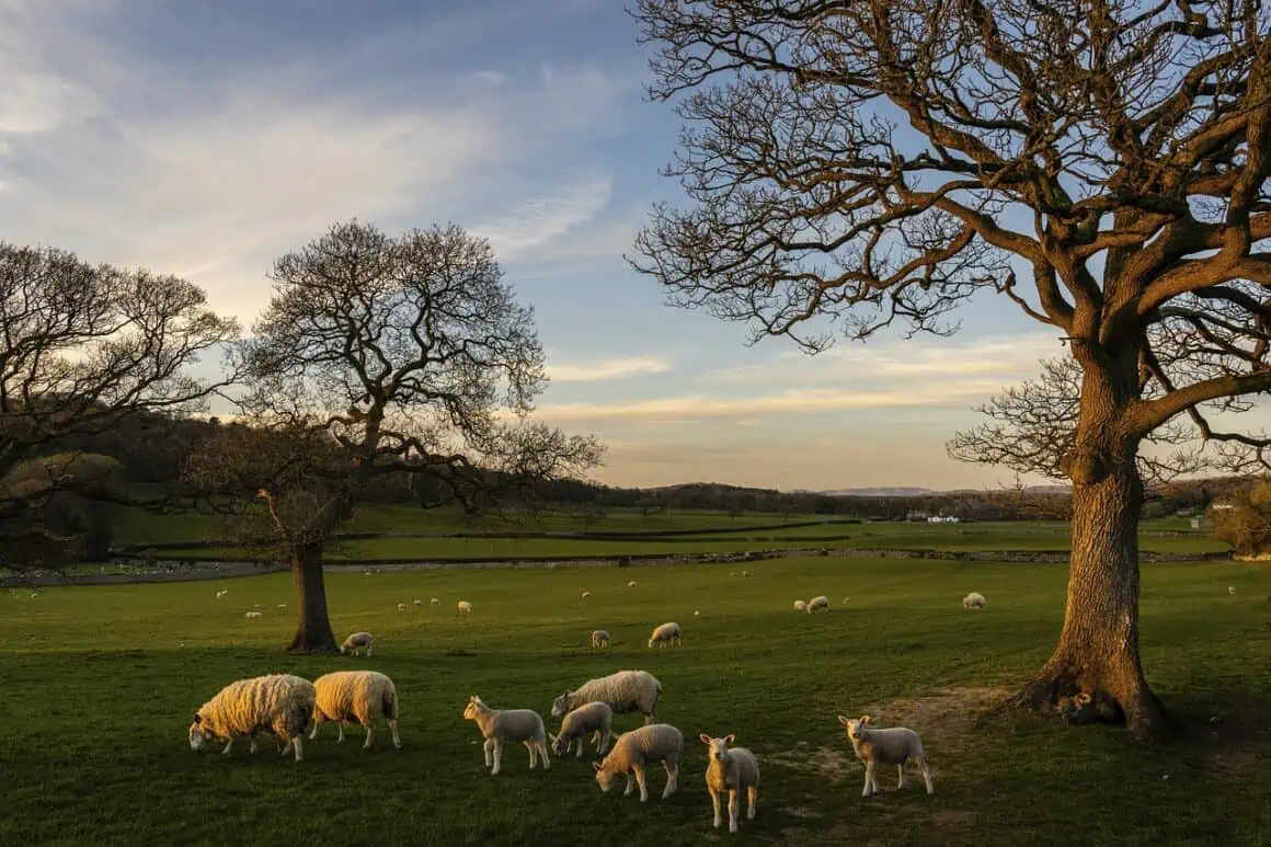 Sheep and goats grazing peacefully in a scenic rural landscape during sunset.