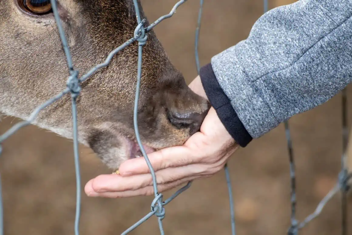 Horse touching human hand through a fence.
