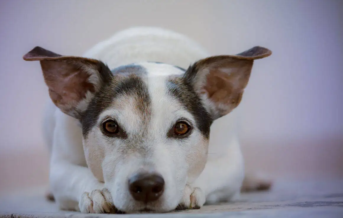what to do if your dog eats weed
