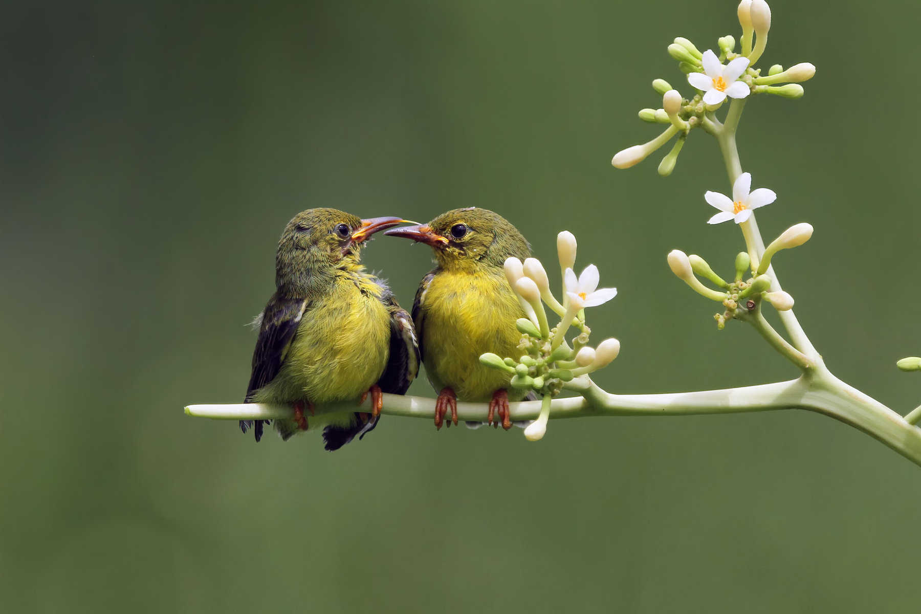 Birds sharing a flower, showcasing nature's beauty and wildlife.