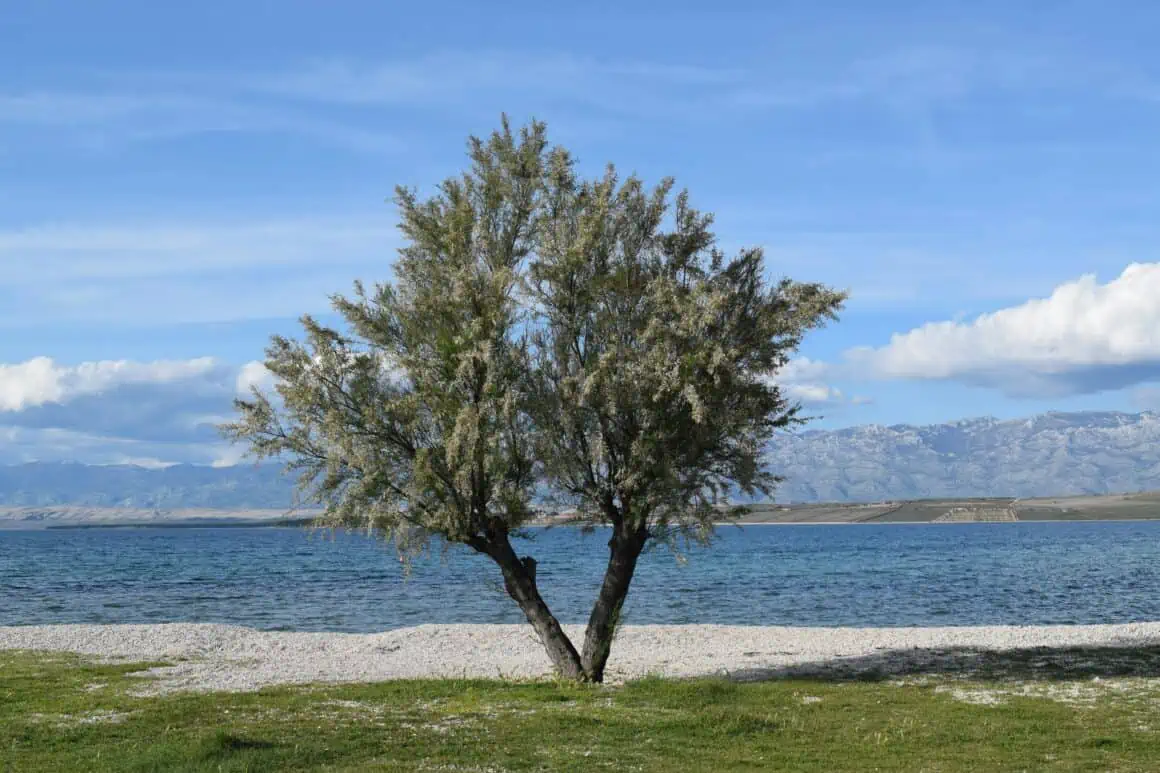 olive tree can be seen in the image
