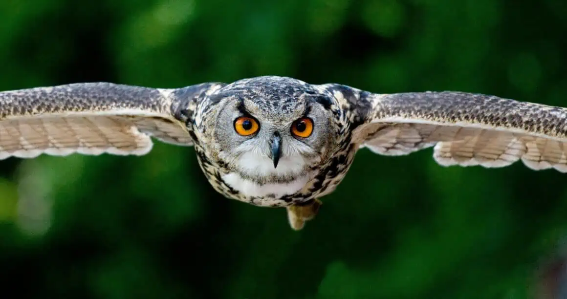 depiction of owl.