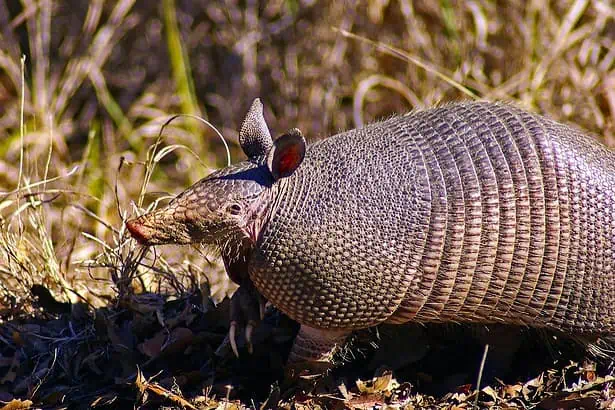Armadillo walking through dry grassland with sunlight highlighting its armored shell.