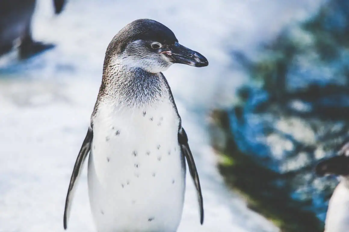 Penguin on ice with a blurred icy background, showcasing its black and white plumage.