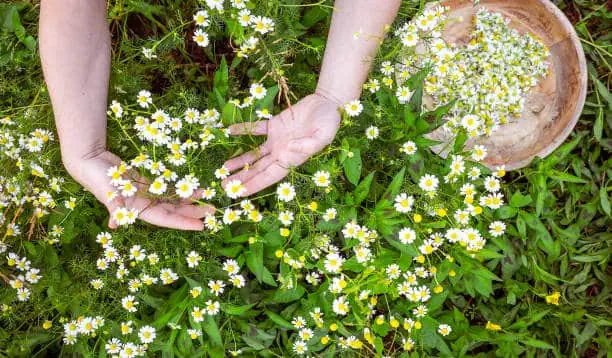 Wildflowers and daisies being gathered in a natural outdoor setting.
