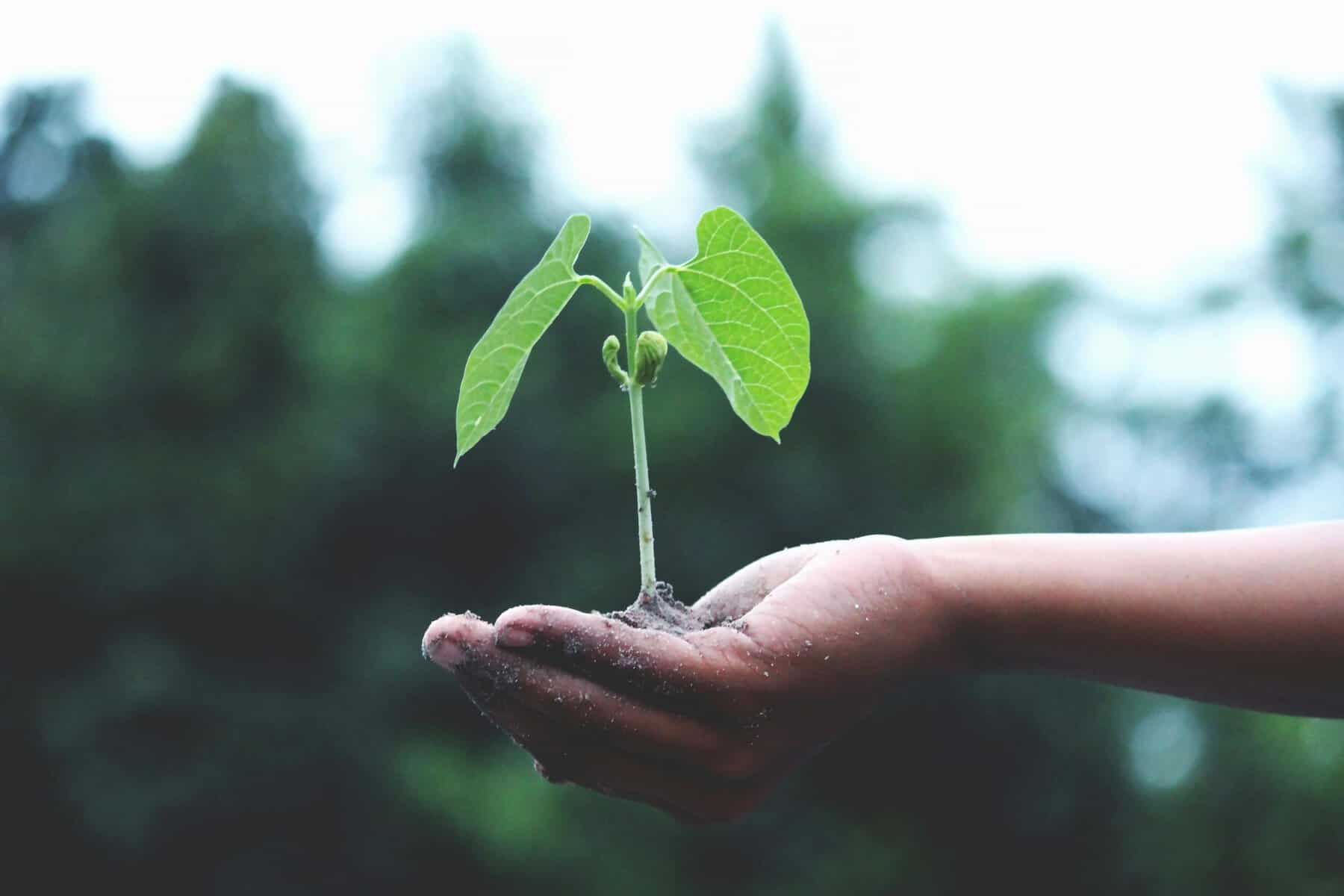 Young plant sprouting from soil in hand.