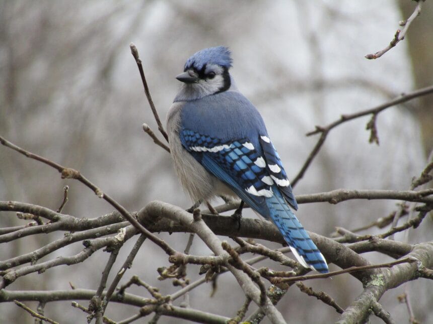 blue jay meaning in bible