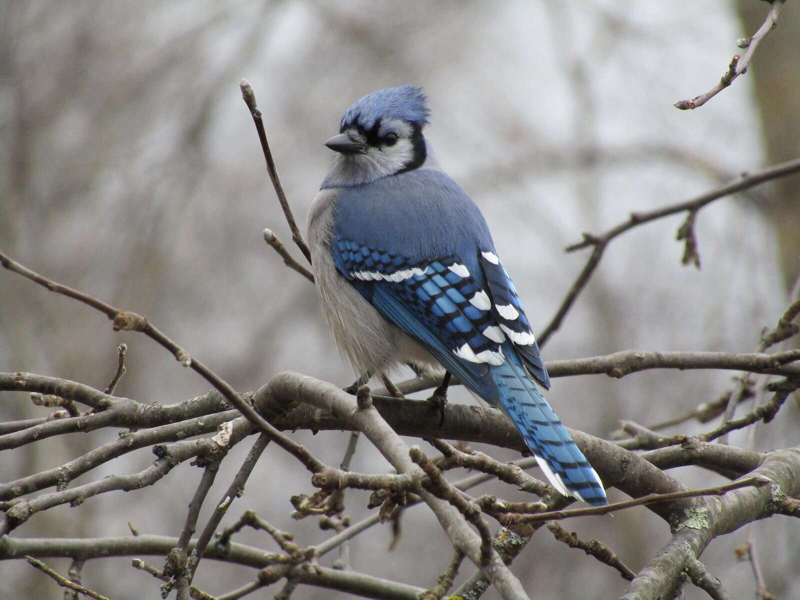 Beautiful Blue Jay perched on a tree branch in a natural setting.