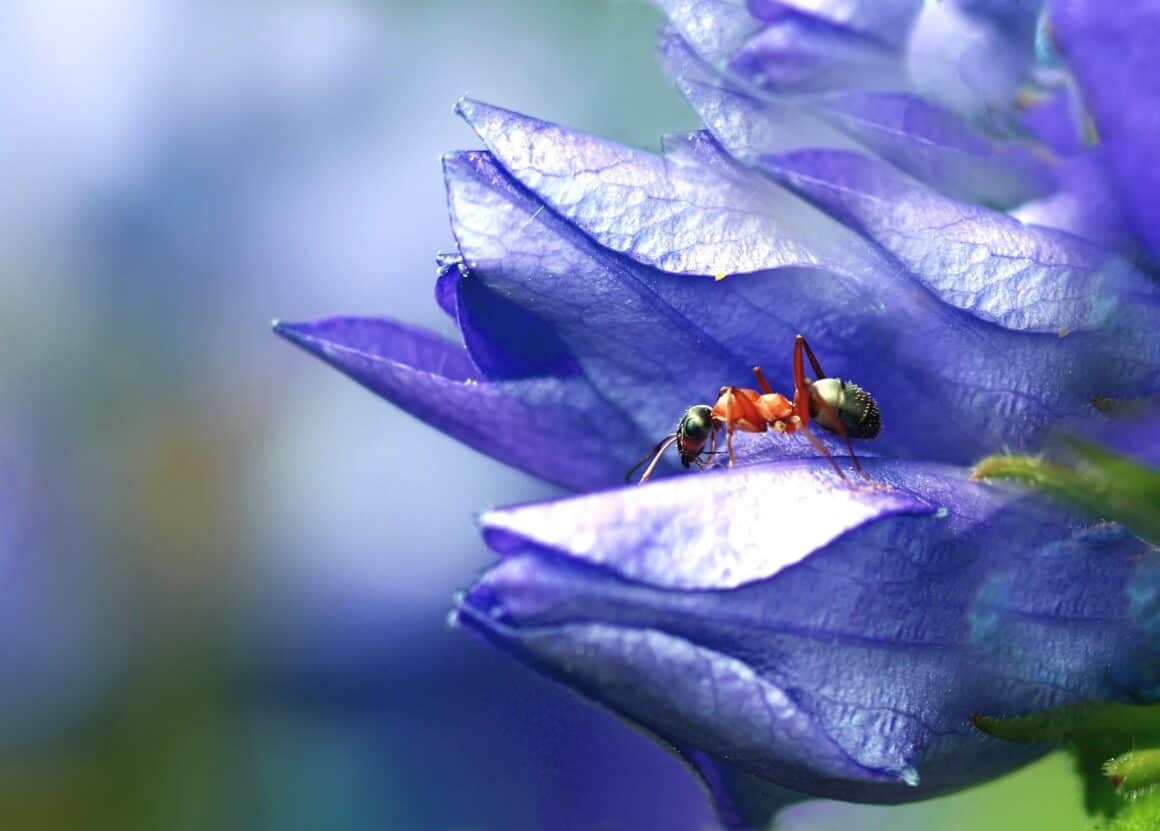 What Do Ants Really Eat? Inside The Strange And Smart Diets Of Ant Colonies