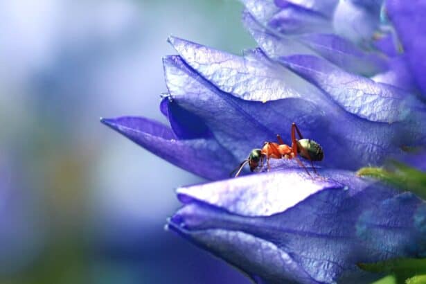 ants eat