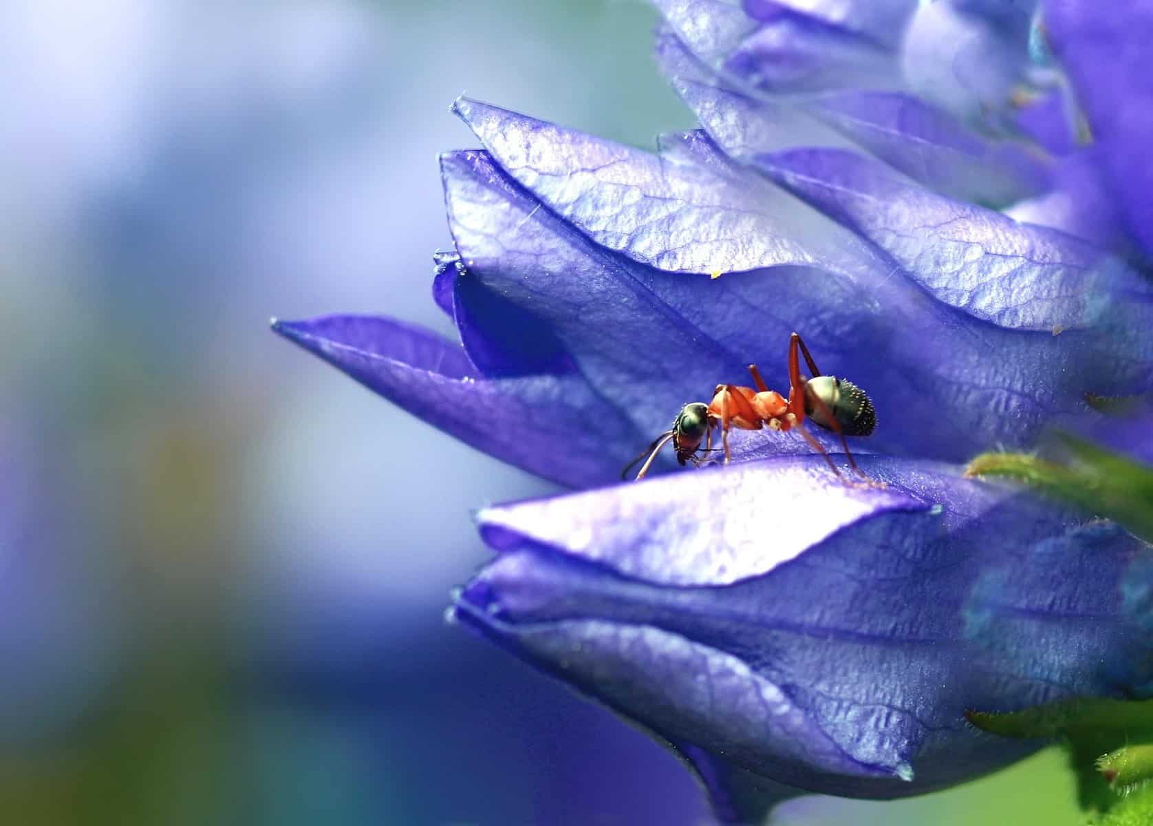 A close-up shot of an ant on a purple flower petal, highlighting detailed textures and vibrant colors.