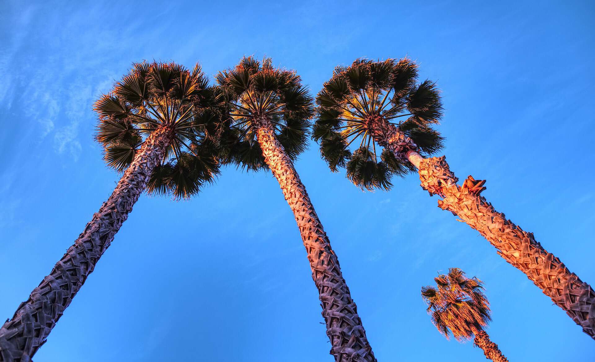 Home Icy 42 Tall palm trees with textured trunks and lush green fronds against a bright blue sky. Perfect for tropical vacation or summer travel themes.