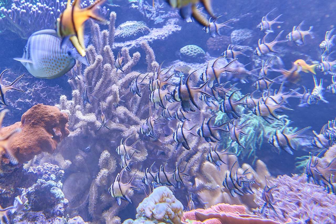 underwater creatures