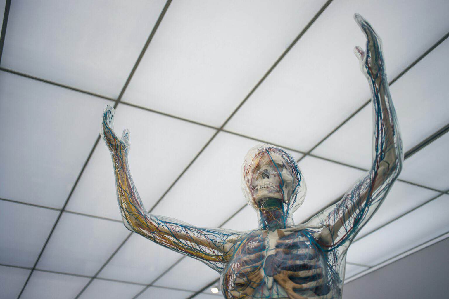 nervous system