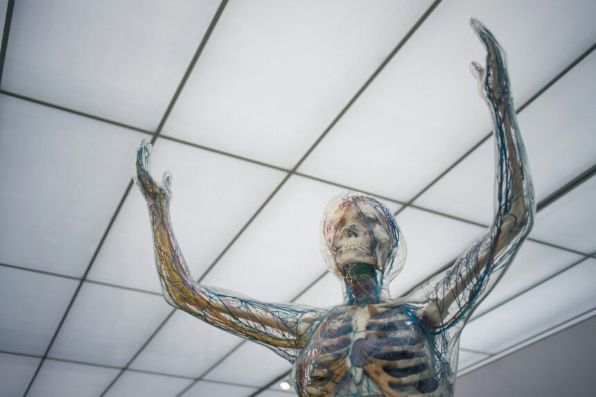 nervous system