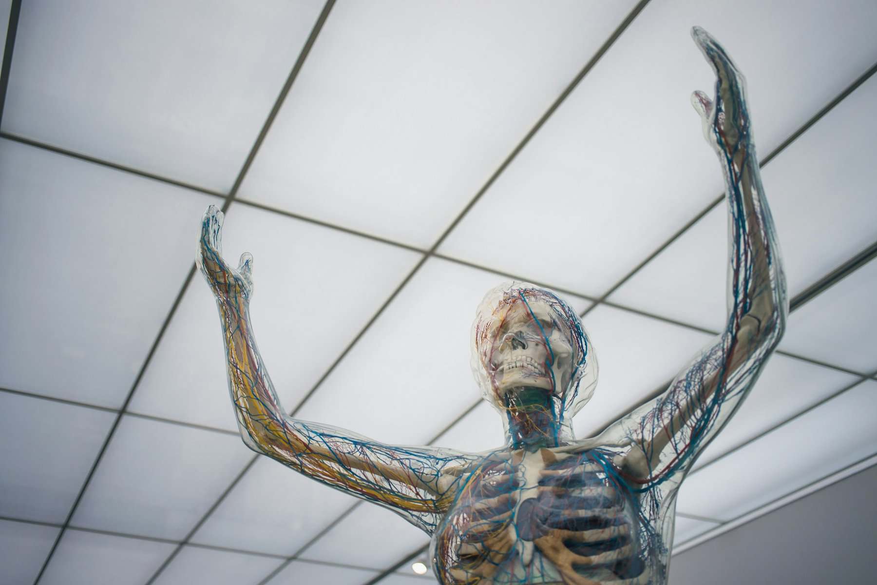 Intricate skeleton sculpture with vibrant colored arteries and veins, showcasing human anatomy for educational display.