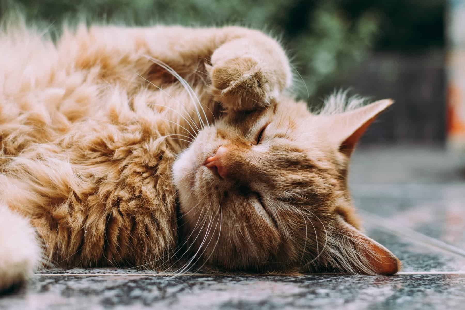 Adorable orange cats cuddling and sleeping together on a warm surface.