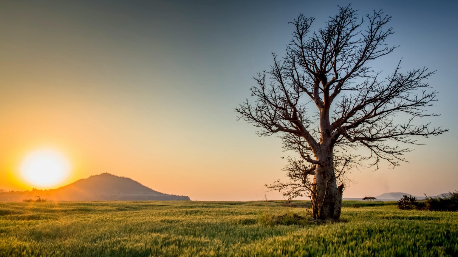 The Tree That Taught A Lesson 2