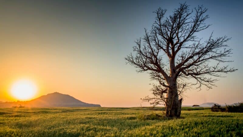 Sunset landscape with leafless tree, hills, and open grass field, showcasing serene nature beauty.